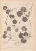 Herbier de la flore française Pl1060 - Louis Antoine Cusin — vy av konstverket