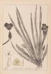 Herbier de la flore française Pl1061 - Louis Antoine Cusin — vy av konstverket