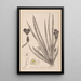 Herbier de la flore française Pl1061 - Louis Antoine Cusin — inramlat konstverk på väggen
