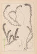 Herbier de la flore française Pl1063 - Louis Antoine Cusin — vy av konstverket