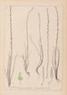 Herbier de la flore française Pl1064 - Louis Antoine Cusin — vy av konstverket