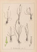 Herbier de la flore française Pl1065 - Louis Antoine Cusin — vy av konstverket