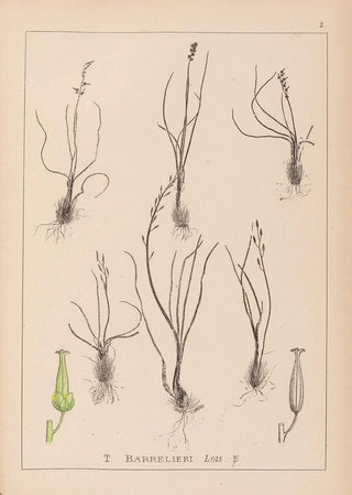 Louis Antoine Cusin - Herbier de la flore franaise Pl1065.webp
