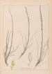 Herbier de la flore française Pl1066 - Louis Antoine Cusin — vy av konstverket