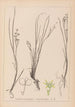 Herbier de la flore française Pl1067 - Louis Antoine Cusin — vy av konstverket