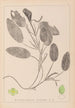 Herbier de la flore française Pl1068 - Louis Antoine Cusin — vy av konstverket