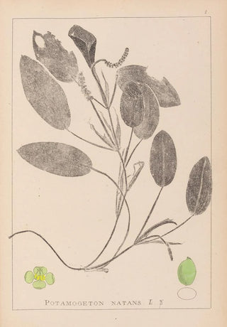 Louis Antoine Cusin - Herbier de la flore franaise Pl1068.webp