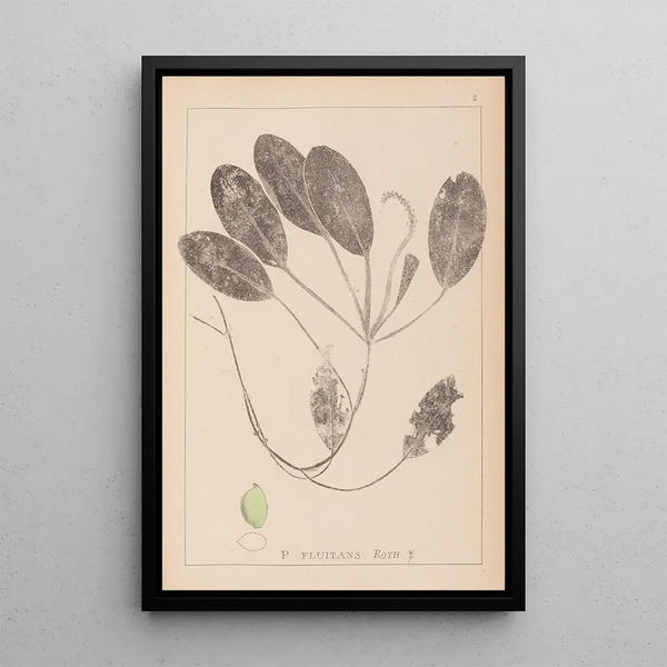 Louis Antoine Cusin - Herbier de la flore franaise Pl1069.webp