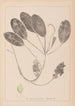 Herbier de la flore française Pl1069 - Louis Antoine Cusin — vy av konstverket
