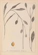 Herbier de la flore française Pl1070 - Louis Antoine Cusin — vy av konstverket