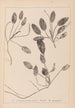 Herbier de la flore française Pl1071 - Louis Antoine Cusin — vy av konstverket