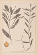Herbier de la flore française Pl1072 - Louis Antoine Cusin — vy av konstverket