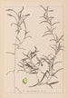 Herbier de la flore française Pl1073 - Louis Antoine Cusin — vy av konstverket
