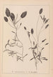 Herbier de la flore française Pl1074 - Louis Antoine Cusin — vy av konstverket