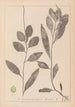 Herbier de la flore française Pl1075 - Louis Antoine Cusin — vy av konstverket