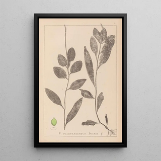 Louis Antoine Cusin - Herbier de la flore franaise Pl1075.webp