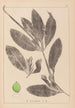 Herbier de la flore française Pl1076 - Louis Antoine Cusin — vy av konstverket