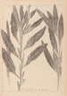 Herbier de la flore française Pl1077 - Louis Antoine Cusin — vy av konstverket