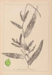 Herbier de la flore française Pl1078 - Louis Antoine Cusin — vy av konstverket