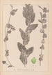 Herbier de la flore française Pl1079 - Louis Antoine Cusin — vy av konstverket