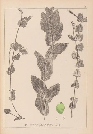 Louis Antoine Cusin - Herbier de la flore franaise Pl1079.webp
