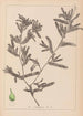Herbier de la flore française Pl1080 - Louis Antoine Cusin — vy av konstverket