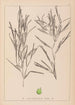 Herbier de la flore française Pl1082 - Louis Antoine Cusin — vy av konstverket