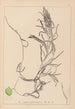 Herbier de la flore française Pl1083 - Louis Antoine Cusin — vy av konstverket