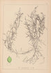 Herbier de la flore française Pl1084 - Louis Antoine Cusin — vy av konstverket