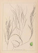 Herbier de la flore française Pl1086 - Louis Antoine Cusin — vy av konstverket