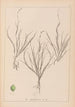 Herbier de la flore française Pl1087 - Louis Antoine Cusin — vy av konstverket