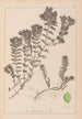 Herbier de la flore française Pl1088 - Louis Antoine Cusin — vy av konstverket