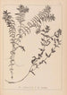 Herbier de la flore française Pl1089 - Louis Antoine Cusin — vy av konstverket