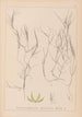 Herbier de la flore française Pl1090 - Louis Antoine Cusin — vy av konstverket