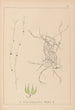 Herbier de la flore française Pl1091 - Louis Antoine Cusin — vy av konstverket