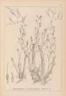 Herbier de la flore française Pl1092 - Louis Antoine Cusin — vy av konstverket