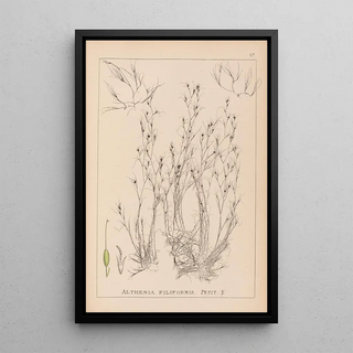 Louis Antoine Cusin - Herbier de la flore franaise Pl1092.webp