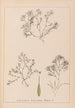 Herbier de la flore française Pl1093 - Louis Antoine Cusin — vy av konstverket