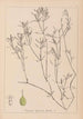 Herbier de la flore française Pl1094 - Louis Antoine Cusin — vy av konstverket
