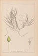 Herbier de la flore française Pl1095 - Louis Antoine Cusin — vy av konstverket