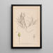 Herbier de la flore française Pl1095 - Louis Antoine Cusin — inramlat konstverk på väggen