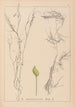 Herbier de la flore française Pl1096 - Louis Antoine Cusin — vy av konstverket