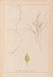 Herbier de la flore française Pl1097 - Louis Antoine Cusin — vy av konstverket