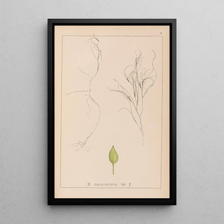 Louis Antoine Cusin - Herbier de la flore franaise Pl1097.webp