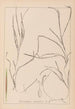 Herbier de la flore française Pl1098 - Louis Antoine Cusin — vy av konstverket
