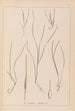 Herbier de la flore française Pl1099 - Louis Antoine Cusin — vy av konstverket
