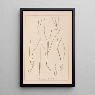 Louis Antoine Cusin - Herbier de la flore franaise Pl1099.webp