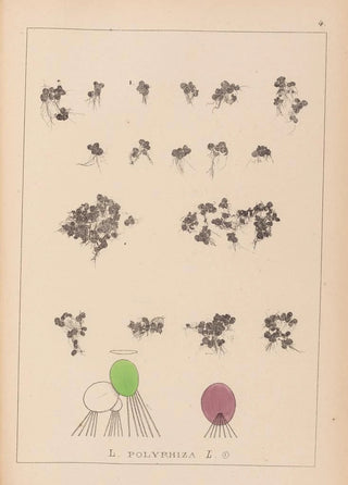Louis Antoine Cusin - Herbier de la flore franaise Pl1103.webp