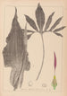 Herbier de la flore française Pl1104 - Louis Antoine Cusin — vy av konstverket