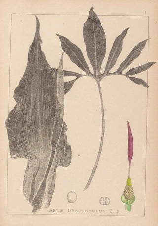 Louis Antoine Cusin - Herbier de la flore franaise Pl1104.webp